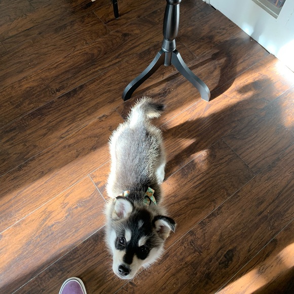 Long sleeve maroon shirt 💜 - Picture 5 of 14